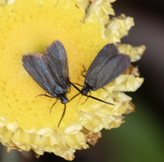 Turneriprocris dolens