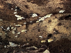 Conchomyces bursiformis