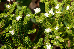 Pimelea