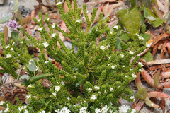 Pimelea