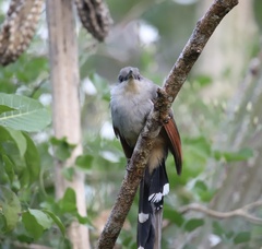 Coccyzus longirostris