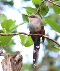 Coccyzus longirostris