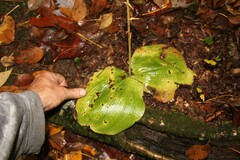 Platanthera macrophylla