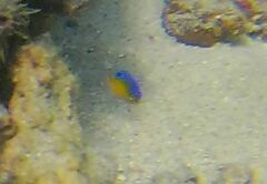 Stegastes flavilatus