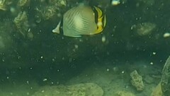 Chaetodon vagabundus