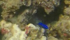 Stegastes acapulcoensis