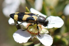Castiarina inconspicua