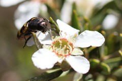 Castiarina inconspicua
