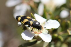 Castiarina inconspicua