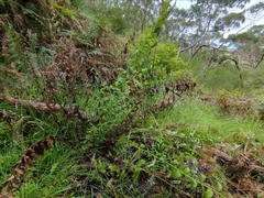 Veronica derwentiana