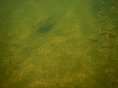 Sternotherus carinatus