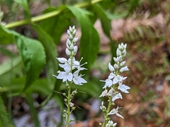 Veronica derwentiana