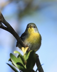 Setophaga americana