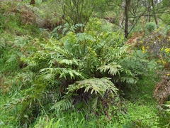 Blechnum minus