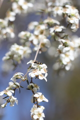 Castiarina inconspicua