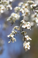 Castiarina inconspicua