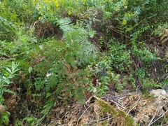 Veronica derwentiana