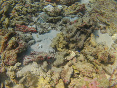 Stegastes flavilatus