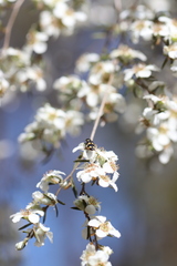 Castiarina inconspicua