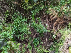 Veronica derwentiana