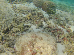 Halichoeres dispilus