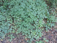 Toxicodendron pubescens