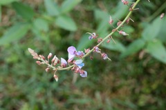 Desmodium canescens