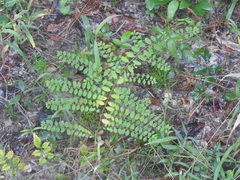 Phyllanthus caroliniensis