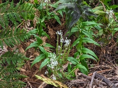 Veronica derwentiana