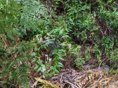 Veronica derwentiana