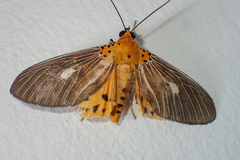 Asota
