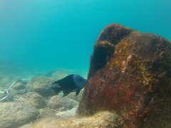 Microspathodon dorsalis