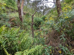 Veronica derwentiana