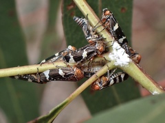 Eurymeloides punctata