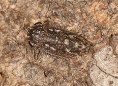 Putoniessa