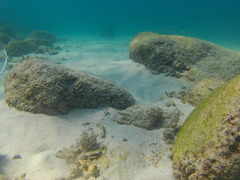 Halichoeres notospilus