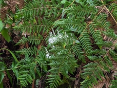 Veronica derwentiana