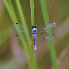 Nannothemis bella