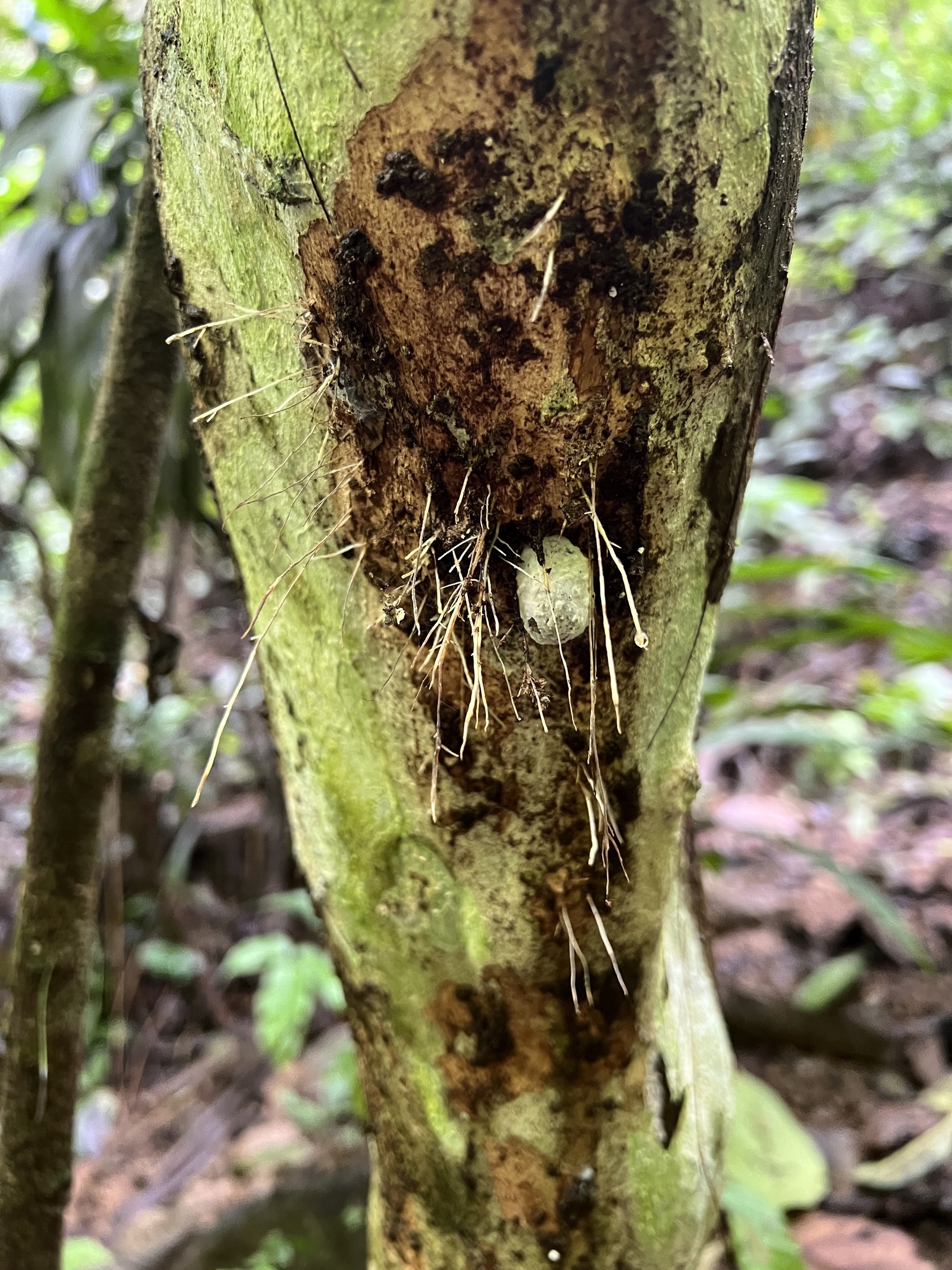 Apterostigma collare