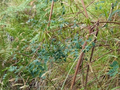 Indigofera australis