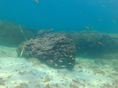 Thalassoma lucasanum