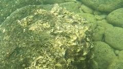 Saccostrea glomerata