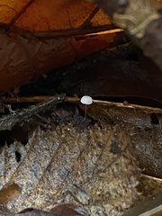 Marasmius epiphyllus