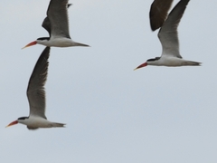 Rynchops flavirostris
