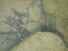 Sternotherus carinatus