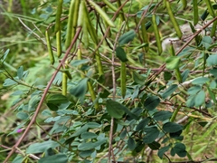 Indigofera australis