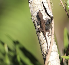 Anolis