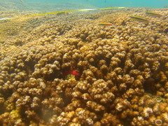 Cirrhitichthys oxycephalus