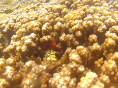 Cirrhitichthys oxycephalus