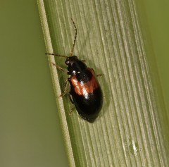Monolepta minima